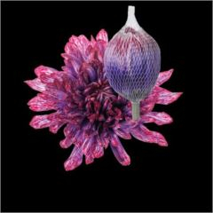 RK CHRYSANT. BARVENÁ ANTONOV PASSION