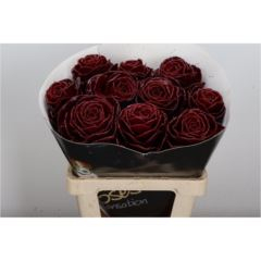 RK BRASICA WAX BORDO