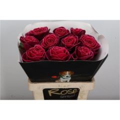RK BRASICA BARVA WAX CERISE