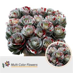 RK BRASICA BARVA WHITE SPLASCH RED