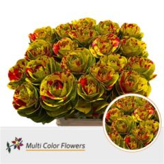 RK BRASICA BARVA YELLOW SPLASH RED