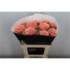 RK BRASICA WAX VERSILIA