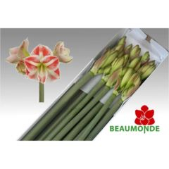 RK AMARYLLIS BÍLO-ČERVENÝ