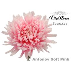 RK CHRYSANT. BARVENÁ ANTONOV WATERMELON VZOR