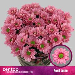 RK CHRYSANT. KOPRETINA RESQ LUCIE
