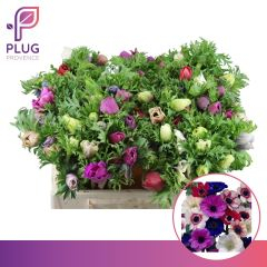 RK ANEMONE MIX