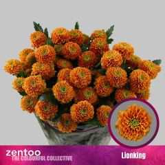 RK CHRYSANT. KOPRETINA LIONKING