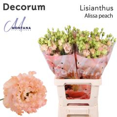 RK EUSTOMA ALLISA PEACH