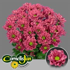 RK CHRYSANT. KOPRETINA RESQ CHERRY