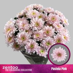 RK CHRYSANT. EURO RŮŽOVÁ PASTELA PINK