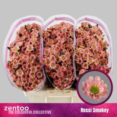 RK CHRYZANT. SANTINI ROSSI SMOKEY