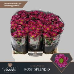 RK CHRYZANT. SANTINI ROSSI SPLENDID