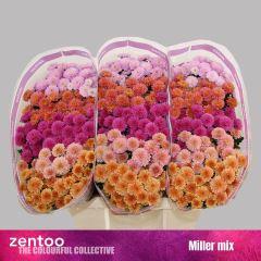 RK CHRYZANT. SANTINI MILLER MIX