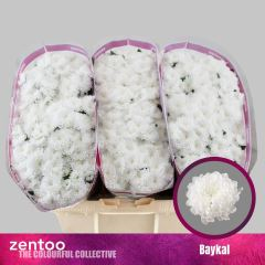 RK CHRYZANT. SANTINI BAJKAL
