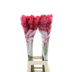 RK ALPINIA RED