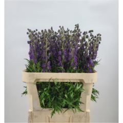 RK ACONITUM