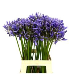 RK AGAPANTHUS