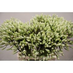 RK AGAPANTHUS WHITE HEAVEN