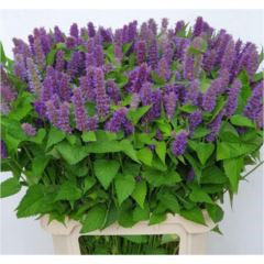 RK AGASTACHE