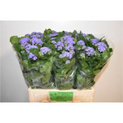 RK AGERATUM