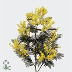 RK AKACIA DEALBATA