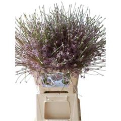RK ALIUM SCHUBERTII