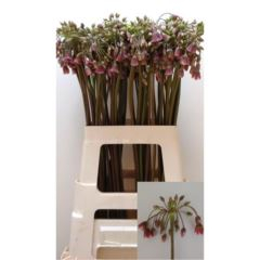 RK ALIUM SICULUM
