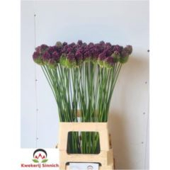 RK ALIUM SPHAEROC