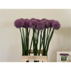 RK ALLIUM KLEINBLOEMIG