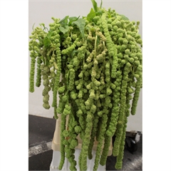 RK AMARANTHUS CAUD CYCLOP