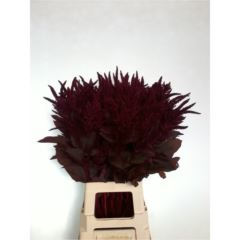 RK AMARANTHUS CR VELVET