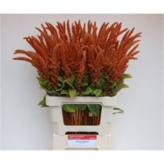 RK AMARANTHUS HOT BISCUIT