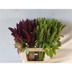 RK AMARANTHUS MIX
