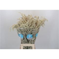RK AMARANTHUS YEARMING DESERT