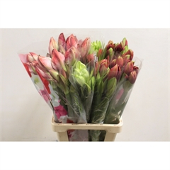RK AMARYLLIS BOUQUET