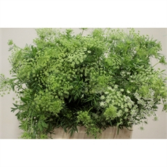 RK AMMI VISNAGA