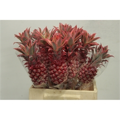 RK ANANAS