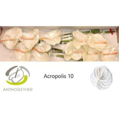RK ANTURIE ACROPOLIS 10