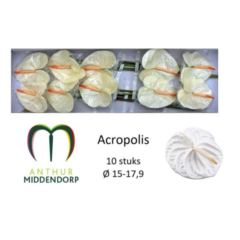RK ANTURIE ACROPOLIS 12