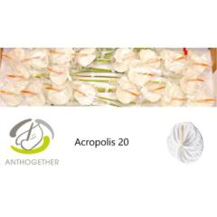 RK ANTURIE ACROPOLIS 20
