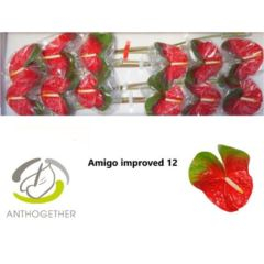 RK ANTURIE AMIGO IMPROVED 12