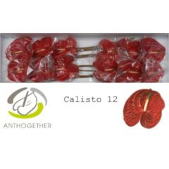 RK ANTURIE CALISTO 12