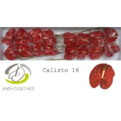 RK ANTURIE CALISTO 16