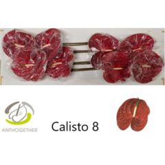 RK ANTURIE CALISTO 8