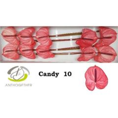 RK ANTURIE CANDY 10