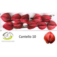 RK ANTURIE CANTELLO 10