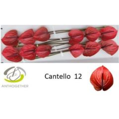 RK ANTURIE CANTELLO 12