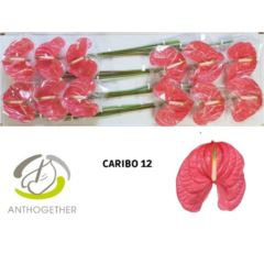 RK ANTURIE CARIBO 12