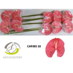 RK ANTURIE CARIBO 16