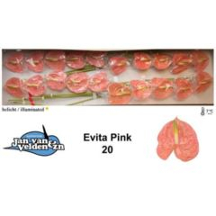 RK ANTURIE EVITA PINK 20
